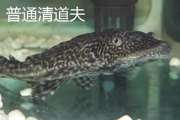清道夫品种大全