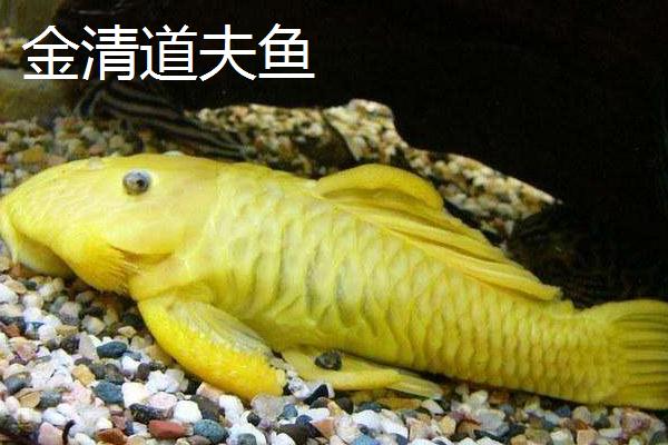 清道夫品种大全