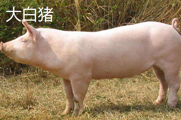 大白猪和长白猪区别