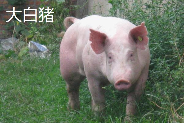 大白猪和长白猪区别