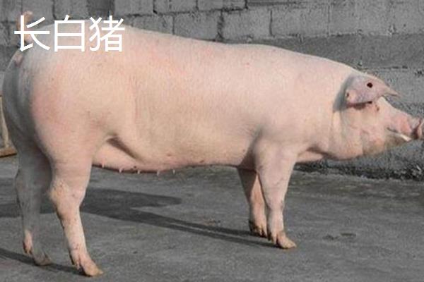 大白猪和长白猪区别