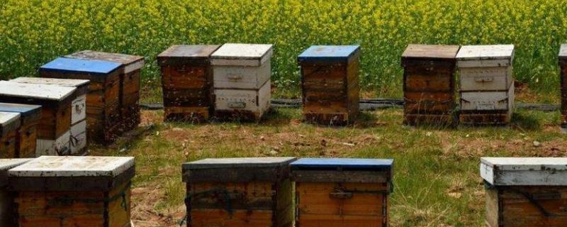 蜜蜂养殖技术