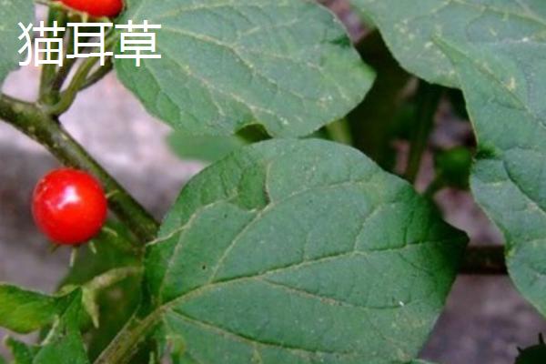 猫耳草和虎耳草的区别