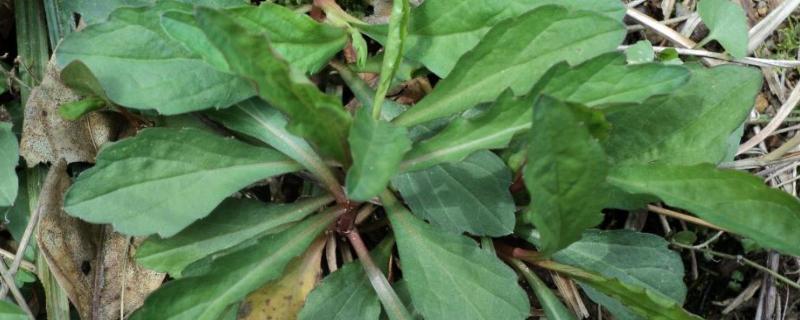野菜的种类