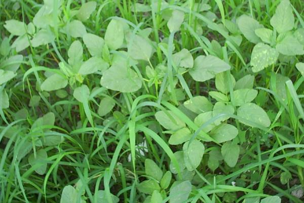 野菜的种类