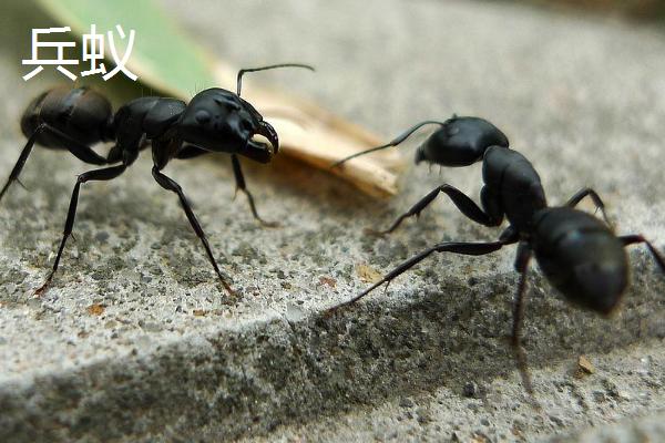 蚂蚁是昆虫吗