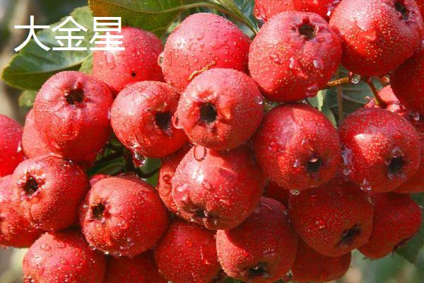 山楂几月份成熟上市
