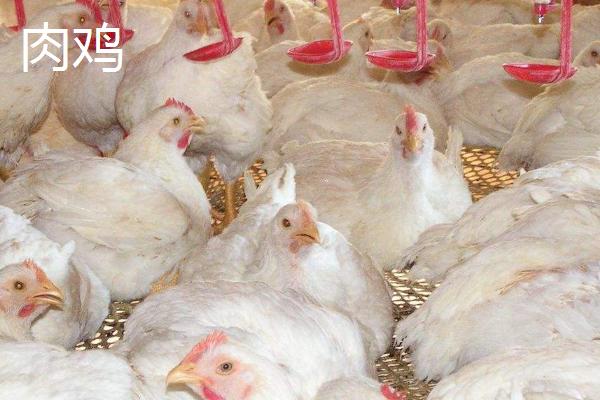 肉鸡和土鸡有什么差别