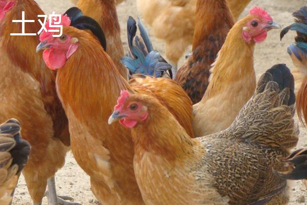肉鸡和土鸡有什么差别