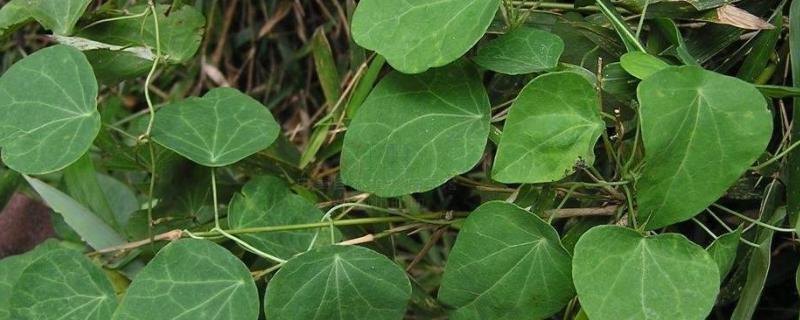 粉防己种植技术