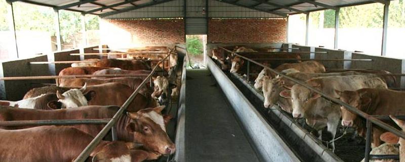 肉牛养殖技术