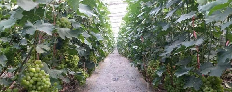 大棚葡萄种植技术