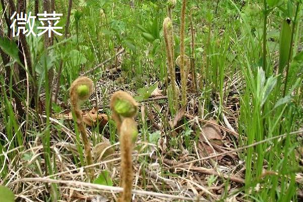 蕨菜和薇菜的区别