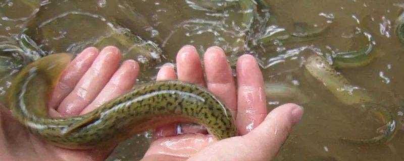 养泥鳅投资多少钱