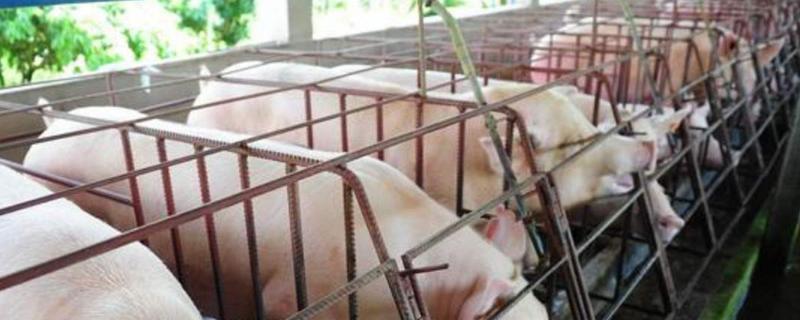新手养猪注意事项