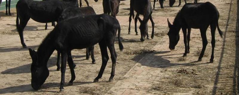 肉驴养殖场建设方案