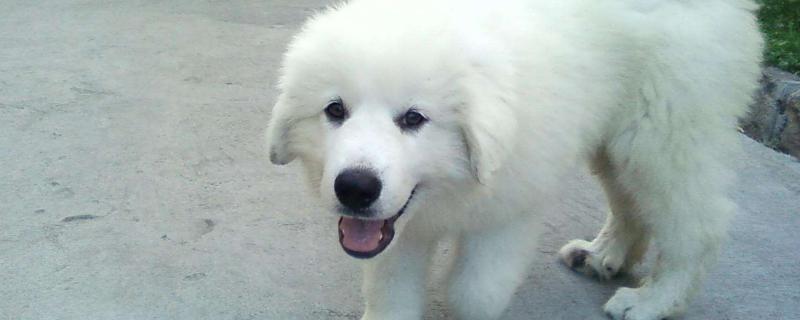 大白熊犬能长多大