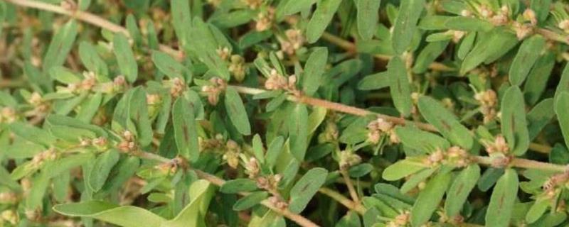 千根草种植技术