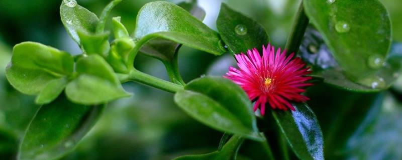 穿心莲种植方法有几种