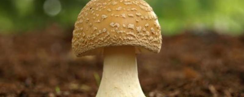 蘑菇种植技术