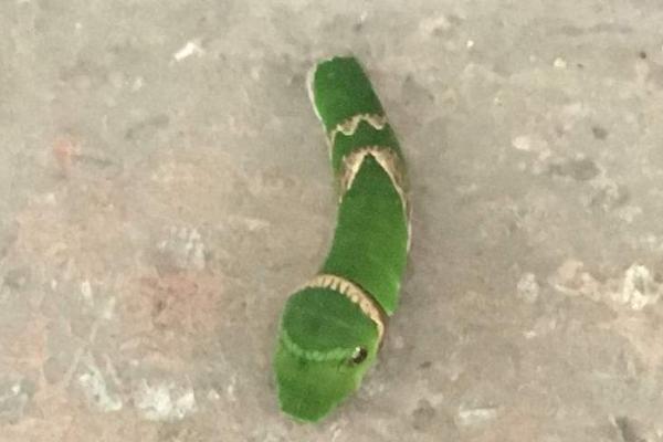 柑橘凤蝶幼虫防治方法
