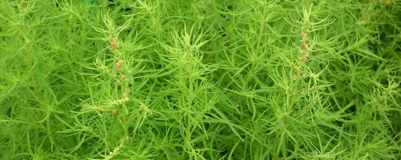 扫帚菜种植技术