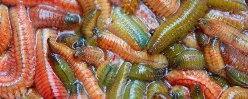 禾虫养殖技术