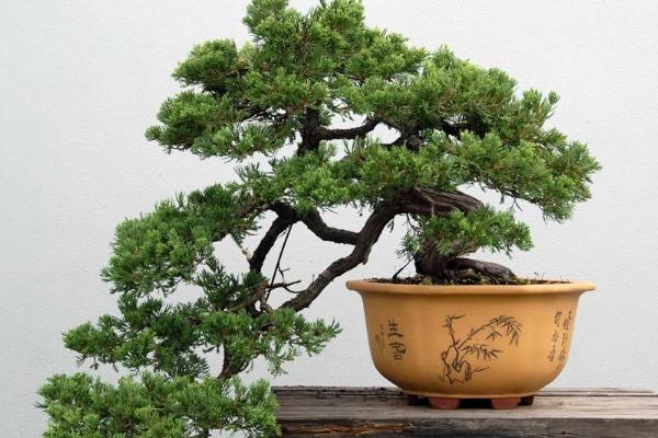 马尾松盆景制作技术