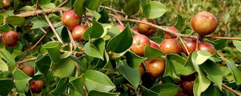 油茶树种植技术