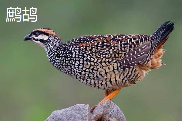 石鸡和鹧鸪的区别