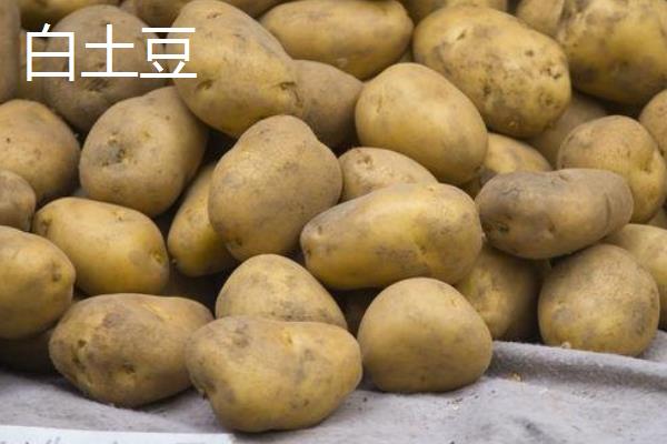 红土豆和白土豆有什么区别