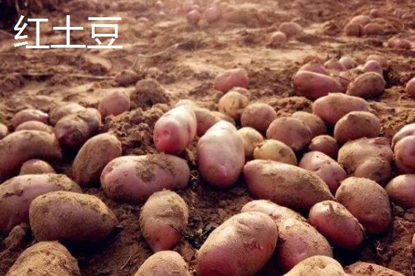 红土豆和白土豆有什么区别
