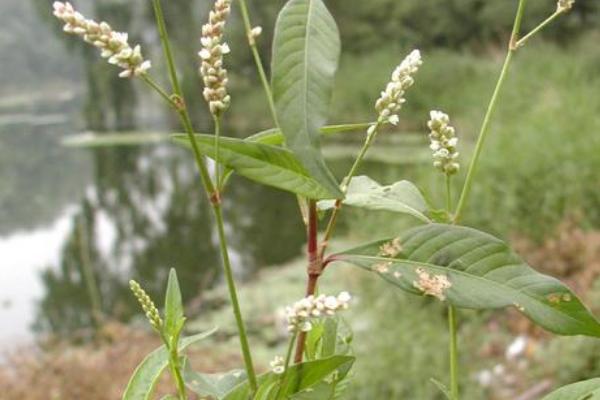 辣蓼种植技术