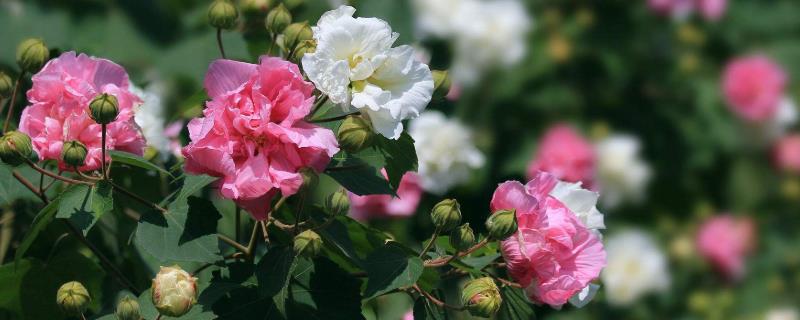 木芙蓉花期是什么时候