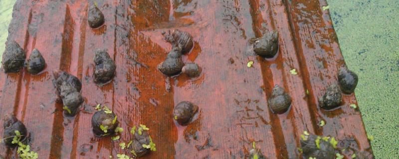 螺蛳养殖注意事项