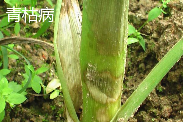玉米虫害有哪些