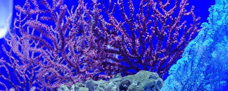 珊瑚是生物吗