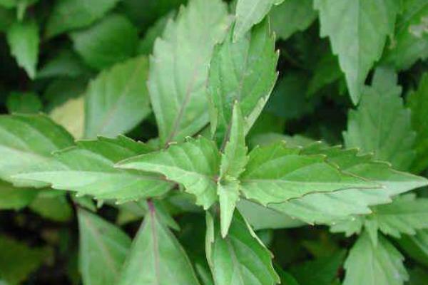 青羊参种植技术