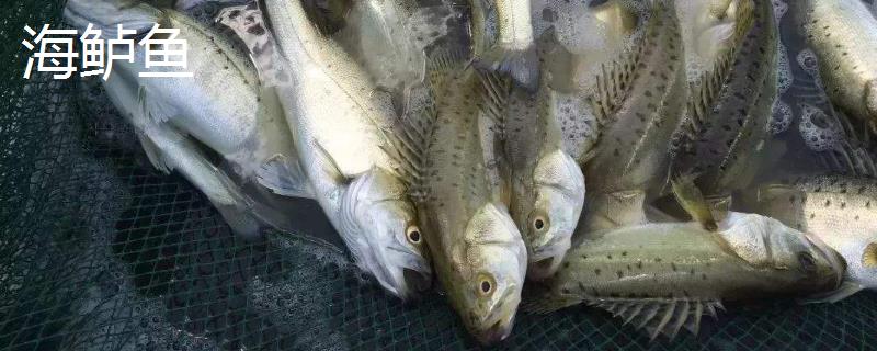 河鲈鱼和海鲈鱼的区别