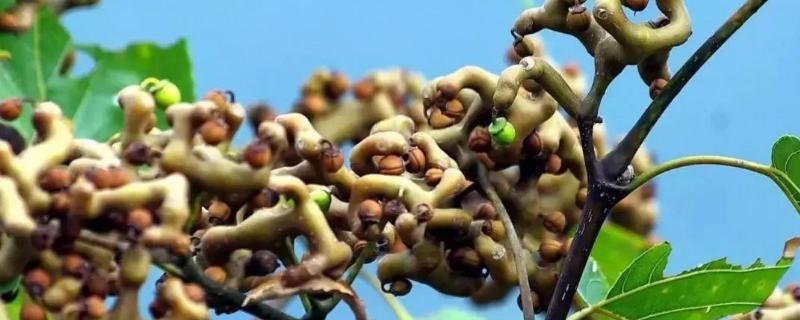 拐枣树种植技术