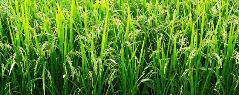 水稻种植技术与管理