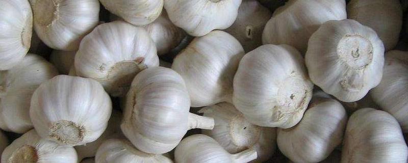 大蒜是荤菜还是素菜