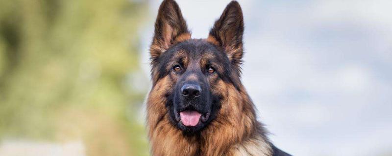 德国牧羊犬吃什么