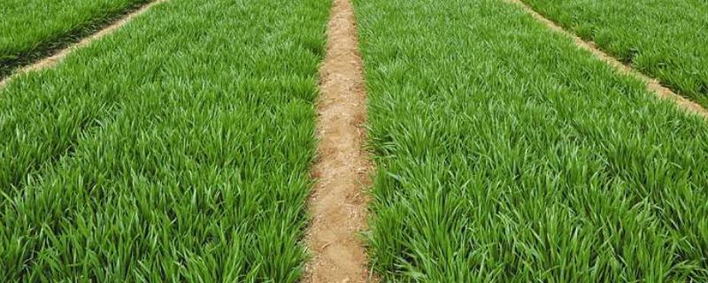 冬小麦种植技术