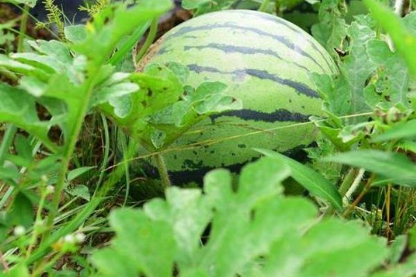 西瓜种植时间