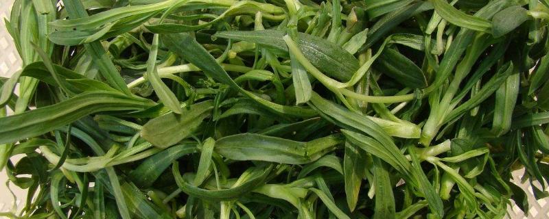 面条菜种植时间和方法