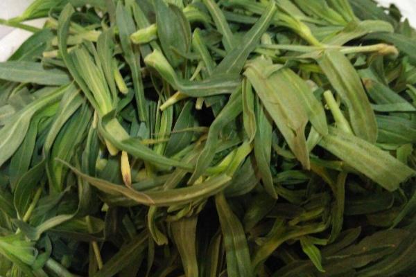 面条菜种植时间和方法