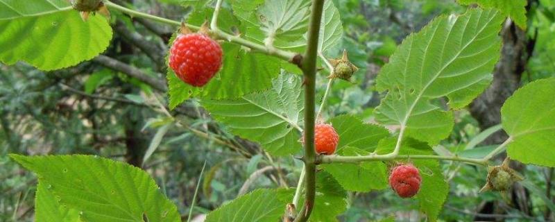 山莓种植方法
