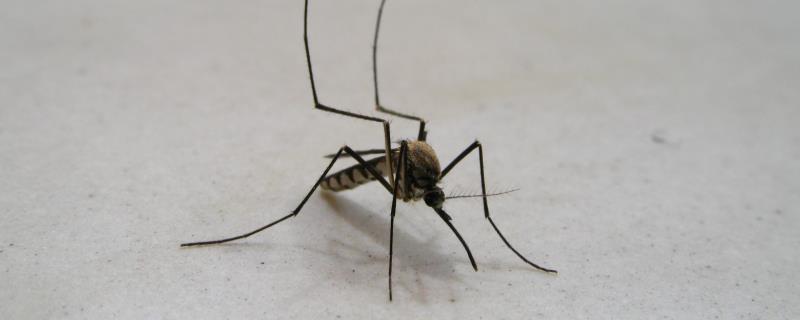 蚊子如何过冬
