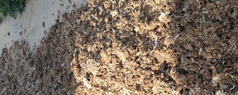 养鸡场鸡粪怎么处理